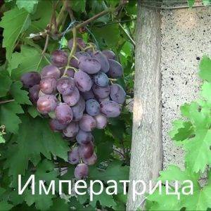 Виноград Дамасская красавица